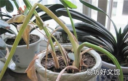 家里养的花,叶子黄了是要死了吗?该怎么办?