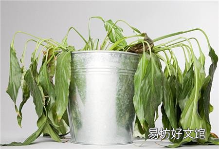 家里养的花,叶子黄了是要死了吗?该怎么办?