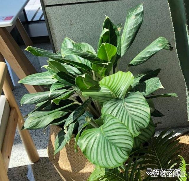家里养的花,叶子黄了是要死了吗?该怎么办?
