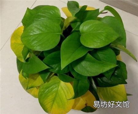 家里养的花,叶子黄了是要死了吗?该怎么办?