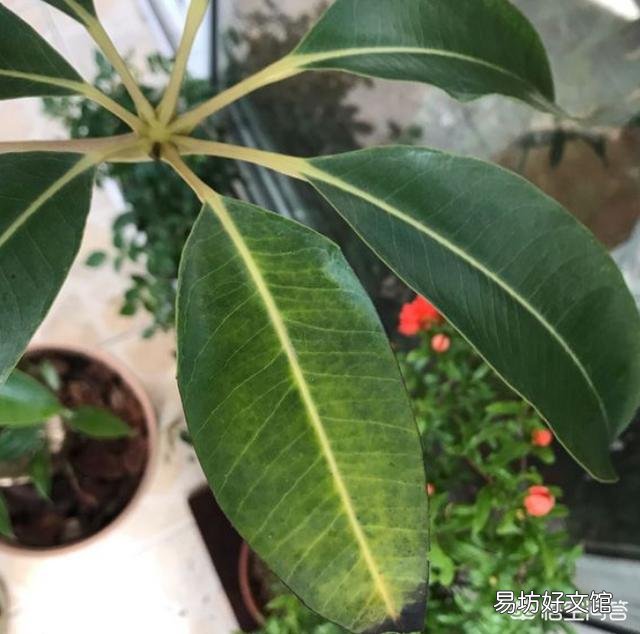家里养的花,叶子黄了是要死了吗?该怎么办?