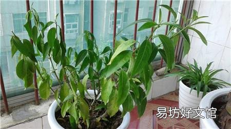 家里养的花,叶子黄了是要死了吗?该怎么办?