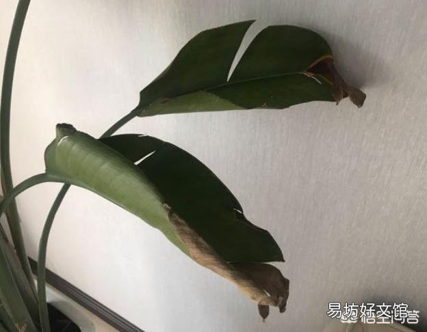 家里养的花,叶子黄了是要死了吗?该怎么办?