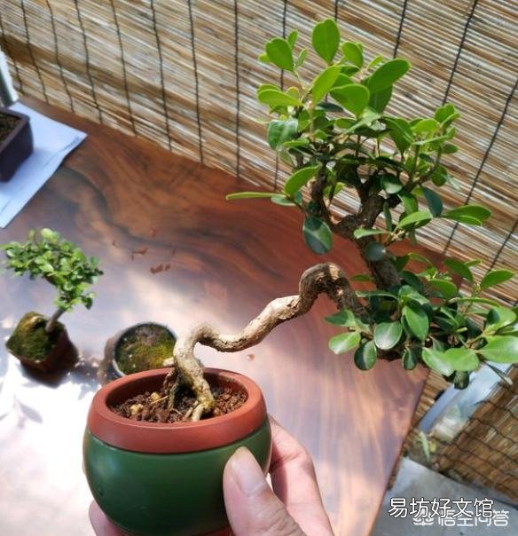 黄扬叶渐黄如何挽救？