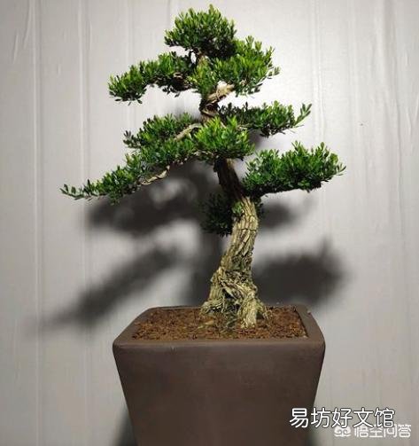 黄扬叶渐黄如何挽救？