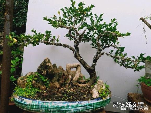 黄扬叶渐黄如何挽救？