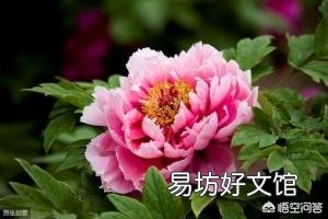 刚买的营养土种花总死苗,也不生根怎么回事?