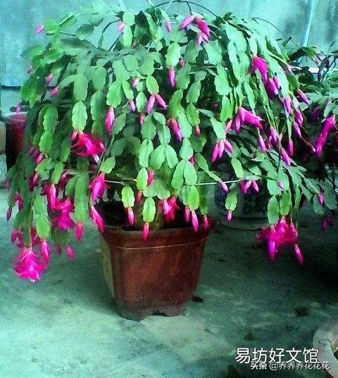 立秋后蟹爪兰什么时候打顶?