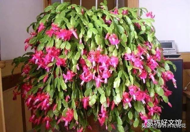 立秋后蟹爪兰什么时候打顶?