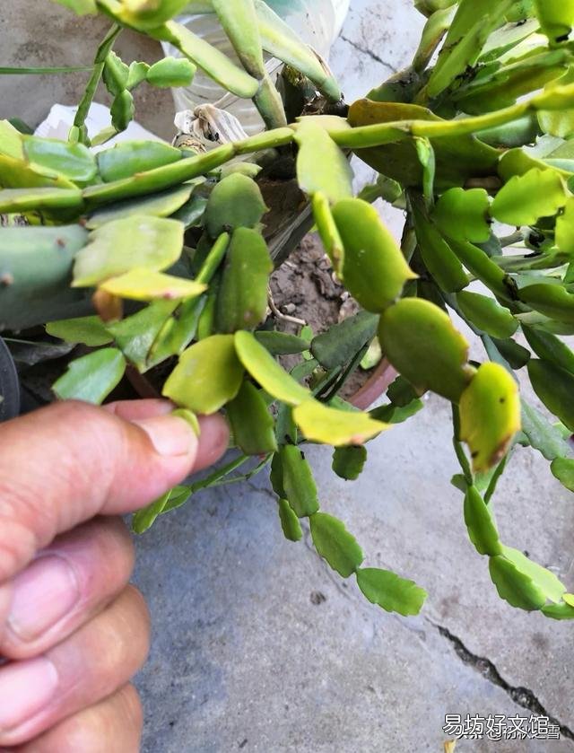 立秋后蟹爪兰什么时候打顶?
