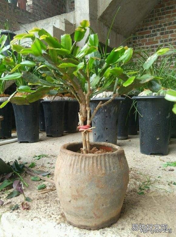 立秋后蟹爪兰什么时候打顶?