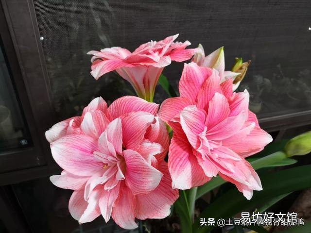 朱顶红长势缓慢怎么处理?