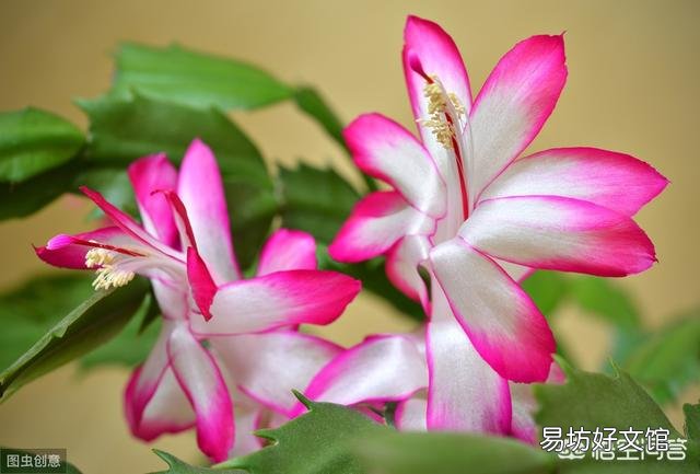 进入秋季,蟹爪兰开始生长,应该怎么养才能够让它开花?