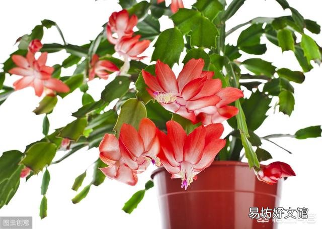 进入秋季,蟹爪兰开始生长,应该怎么养才能够让它开花?