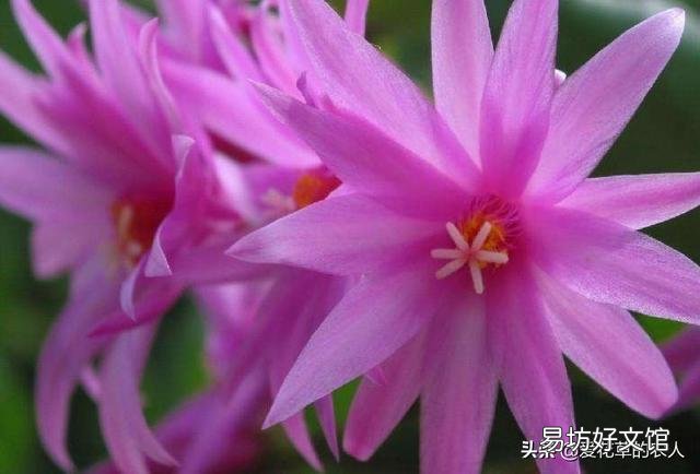 进入秋季,蟹爪兰开始生长,应该怎么养才能够让它开花?