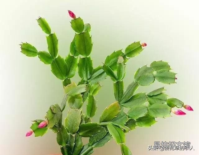 进入秋季,蟹爪兰开始生长,应该怎么养才能够让它开花?