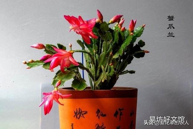 进入秋季,蟹爪兰开始生长,应该怎么养才能够让它开花?