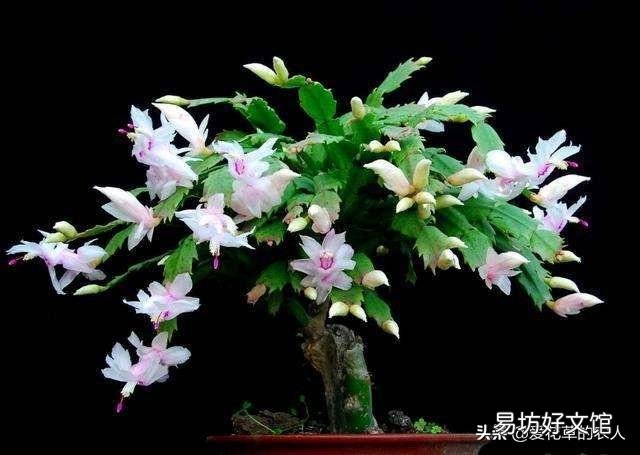 进入秋季,蟹爪兰开始生长,应该怎么养才能够让它开花?
