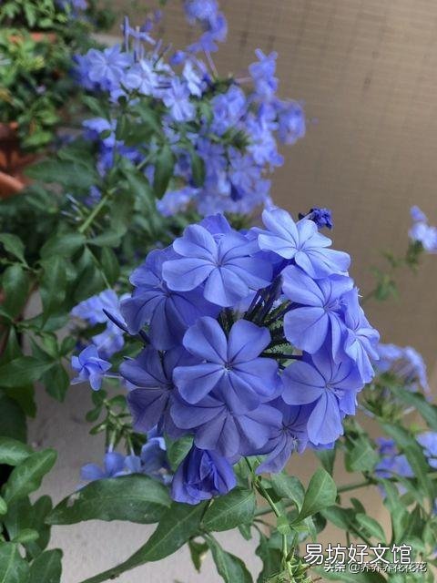 蓝雪花用什么土?