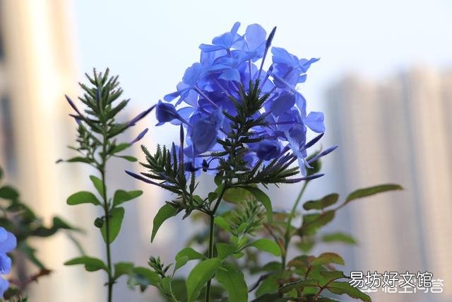 蓝雪花用什么土?