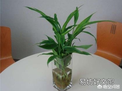 水培富贵竹总是黄叶,怎么施肥才可以?