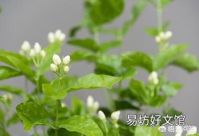 秋季可以扦插茉莉花吗?怎么操作成活率高?