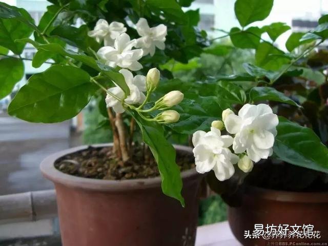 秋季可以扦插茉莉花吗?怎么操作成活率高?