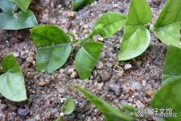 秋季可以扦插茉莉花吗?怎么操作成活率高?