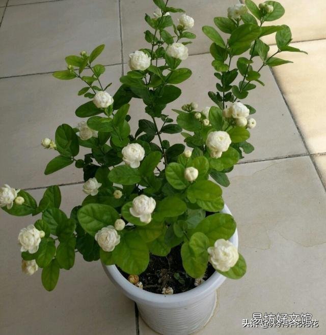 秋季可以扦插茉莉花吗?怎么操作成活率高?