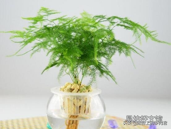 文竹需要怎么养护才不会枯死?