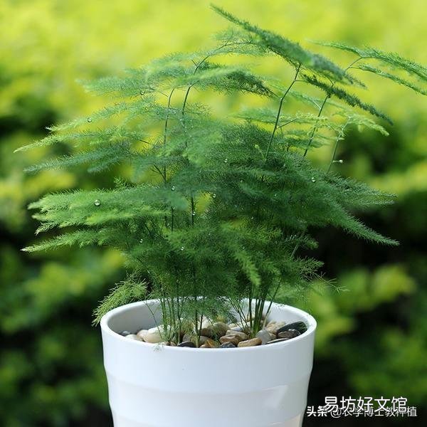 文竹需要怎么养护才不会枯死?
