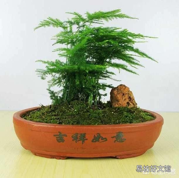 文竹需要怎么养护才不会枯死?