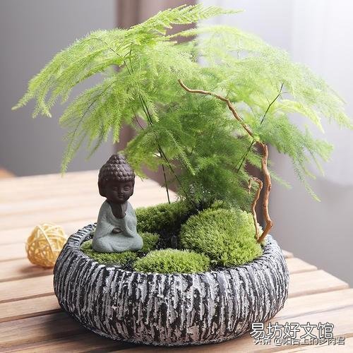 文竹需要怎么养护才不会枯死?