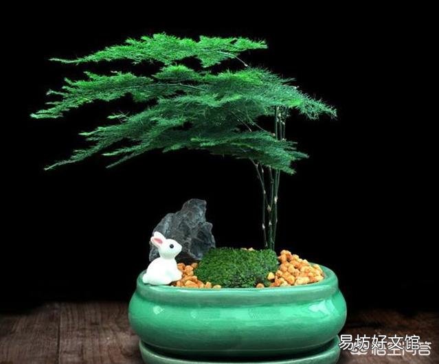 文竹需要怎么养护才不会枯死?
