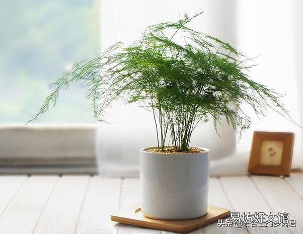文竹需要怎么养护才不会枯死?