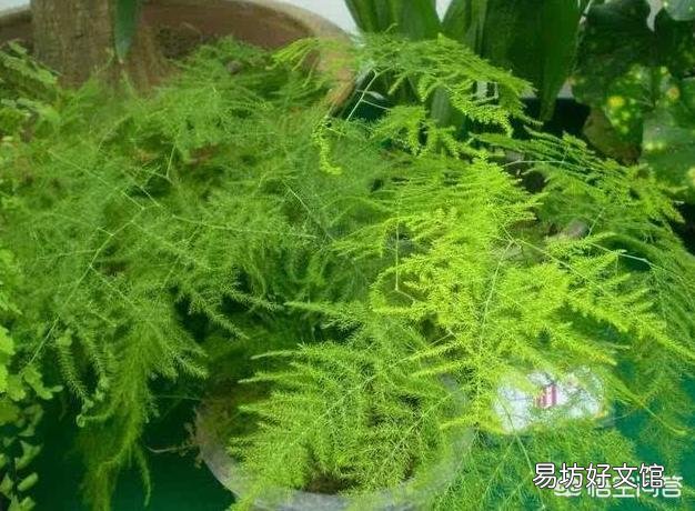 文竹需要怎么养护才不会枯死?