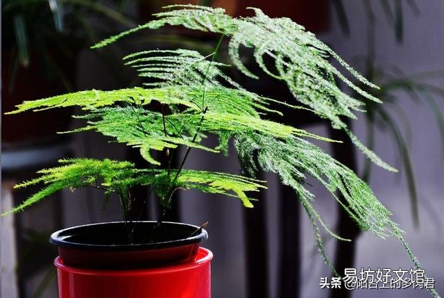 文竹需要怎么养护才不会枯死?