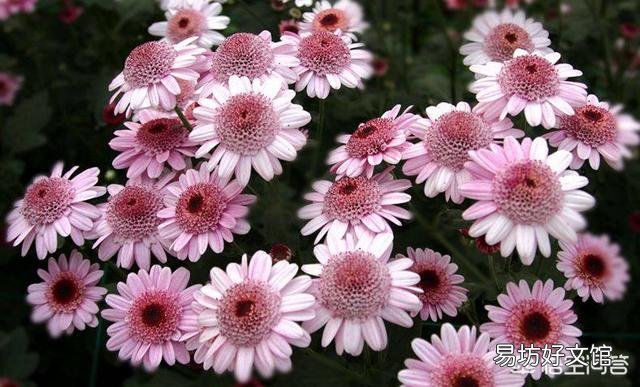 菊花秋季还能修剪吗?影响开花吗?