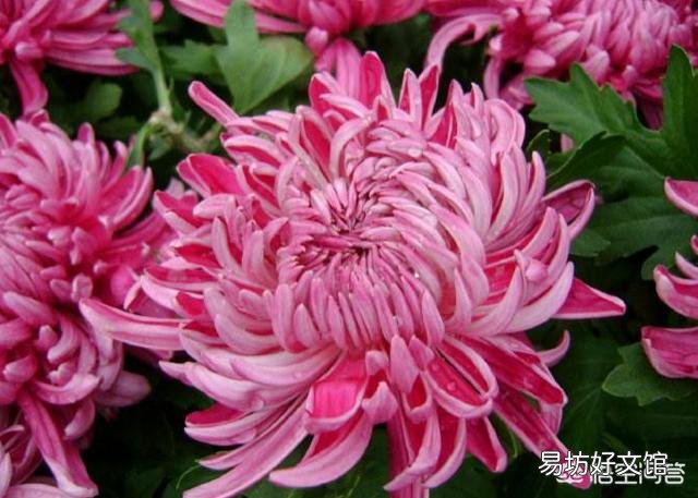菊花秋季还能修剪吗?影响开花吗?