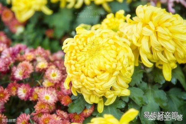 菊花秋季还能修剪吗?影响开花吗?