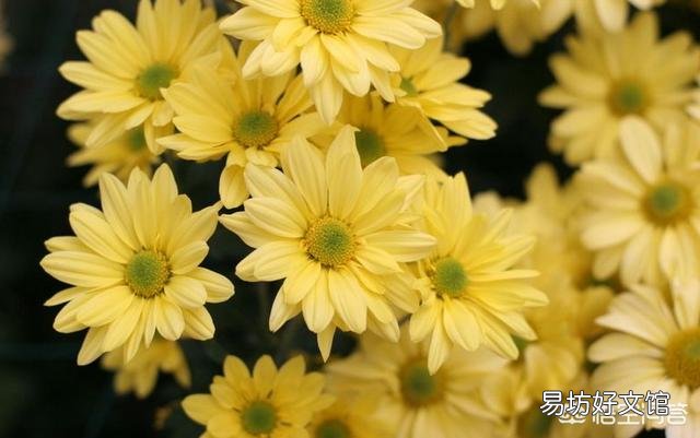 菊花秋季还能修剪吗?影响开花吗?