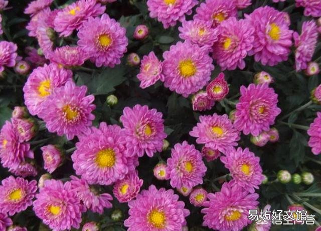 菊花秋季还能修剪吗?影响开花吗?