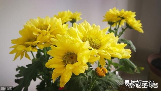 菊花秋季还能修剪吗?影响开花吗?