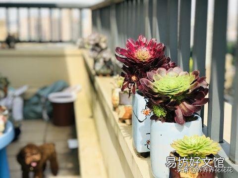 法师多少度可以湿土上盆？
