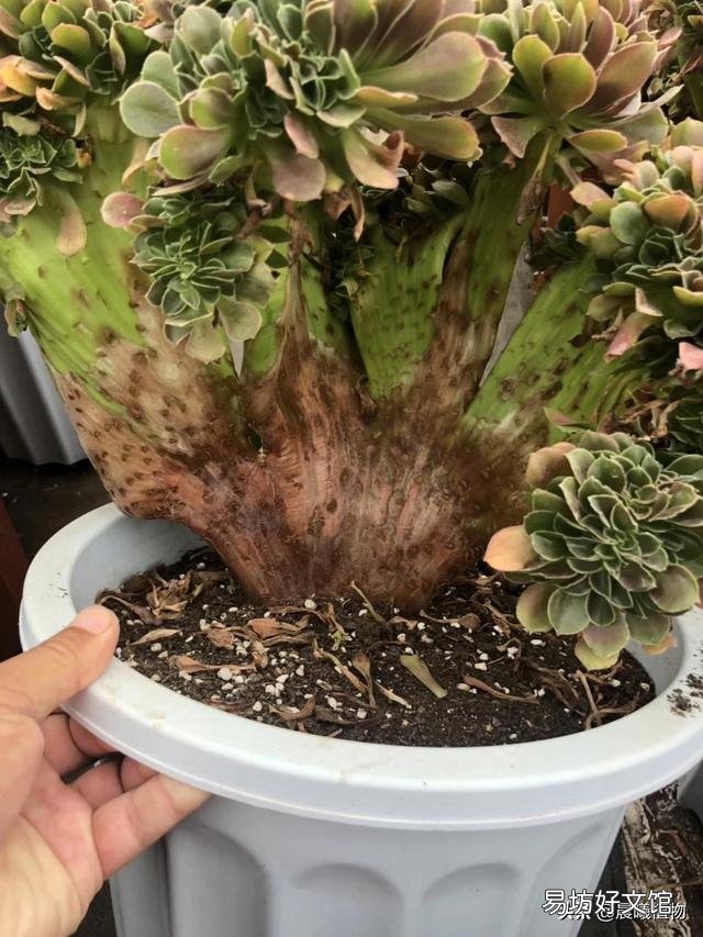 法师多少度可以湿土上盆？