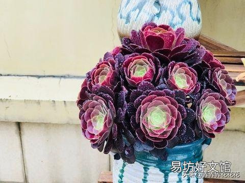 法师多少度可以湿土上盆？
