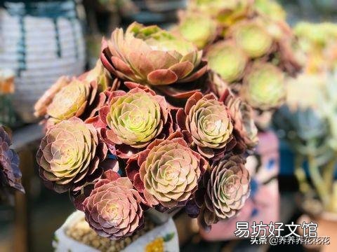 法师多少度可以湿土上盆？