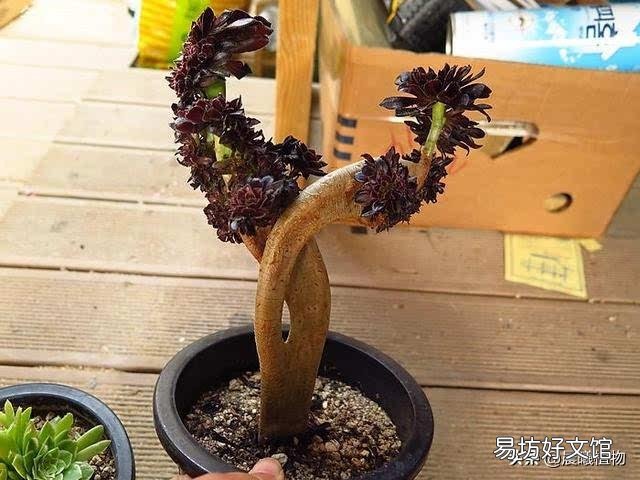 法师多少度可以湿土上盆？