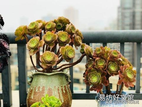 法师多少度可以湿土上盆？