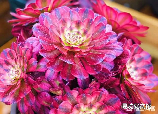 法师多少度可以湿土上盆？